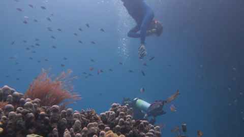 Mark Costello diving in Raja Ampat islands