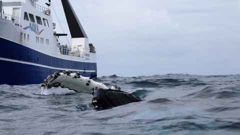 Humpback whale and NIWA ship